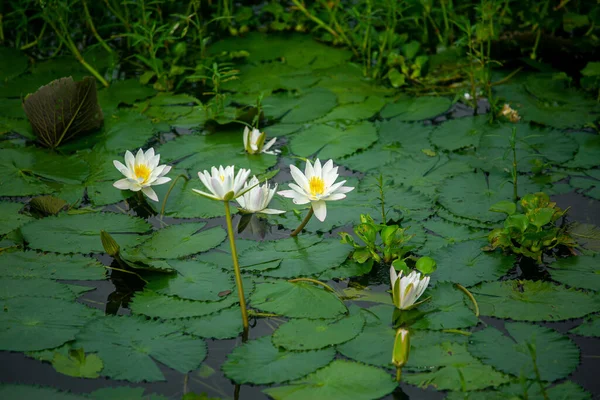 Water Lily (Nymphaeaceae, water lilies, lilly) blooming in pond. Rivers and ponds are filled with white water lilies during the rainy season. The national flower of Bangladesh.