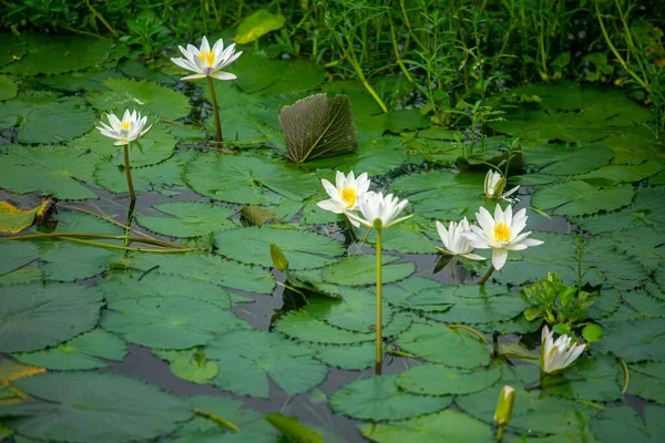 Water Lily (Nymphaeaceae, water lilies, lilly) blooming in pond. Rivers and ponds are filled with white water lilies during the rainy season. The national flower of Bangladesh.