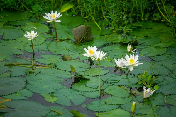 Water Lily (Nymphaeaceae, water lilies, lilly) blooming in pond. Rivers and ponds are filled with white water lilies during the rainy season. The national flower of Bangladesh.