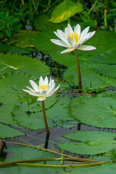 Water Lily (Nymphaeaceae, water lilies, lilly) blooming in pond. Rivers and ponds are filled with white water lilies during the rainy season. The national flower of Bangladesh.