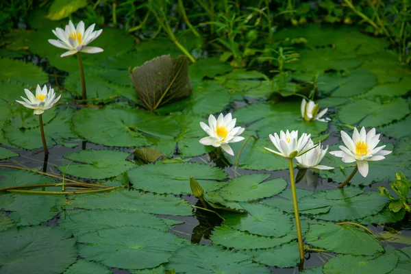 Water Lily (Nymphaeaceae, water lilies, lilly) blooming in pond. Rivers and ponds are filled with white water lilies during the rainy season. The national flower of Bangladesh.