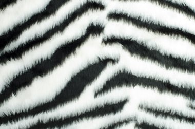 Siyah ve beyaz kürk zebra desen. 