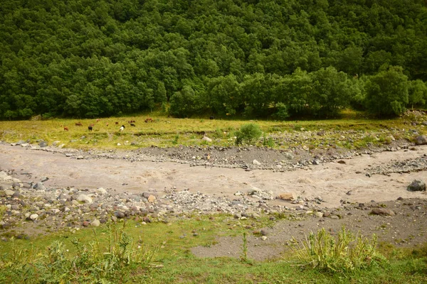 Malkinskoye Boğazı Nın Panoraması Kuzey Kafkasya Dağlarında Çayırları Inekleri Var — Stok fotoğraf