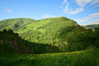  Kuzey Kafkasya dağlarında yaz mevsiminde Pinus kochiana çamı ve mavi gökyüzü ile yaz yeşili otlar ile Dzhily-Su arazisinin manzarası                              