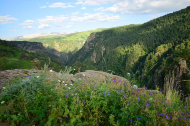Kuzey Kafkasya 'nın dağlarında, yüksek dağlık vadi Dzhily-Su' nun panoramasında yaz mevsiminde dağlar ve Pinus kochiana çamı bulunur.