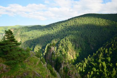  Kuzey Kafkasya 'nın dağlarında, yüksek dağ geçidi Dzhily-Su' nun panoramasında bir çam ağacı olan Pinus kochiana.                              