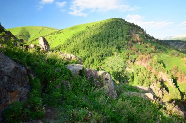 Dağ çamı çamından yapılmış dağ çamı panorama, huş ağacı Betula raddeana ve Kuzey Kafkasya 'daki Dzhily-Su platosundan gelen yaz yağmurları.                               