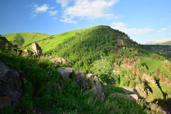 Dağ çamı kochiana, huş ağacı Betula Raddeana ve Kuzey Kafkasya 'daki Dzhily-Su platosundan gelen yaz yağmurları ile kaplı dağların manzarası                               