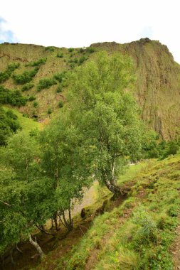 Kuzey Kafkasya 'daki Dzhily-Su geçidinde yaz mevsiminde tepelerde ve dağlarda büyüyen dağ huş ağaçları.                               