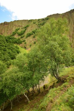  Kuzey Kafkasya 'daki Dzhily-Su geçidinde yaz aylarında tepelerde ve dağlarda dağ huş ağaçlarının görüntüsü Betula Raddeana