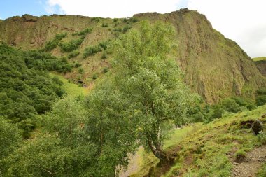  Kuzey Kafkasya 'daki Dzhily-Su geçidinde yaz aylarında Betula Raddeana ve dağlarının dağ huş ağaçlarının manzarası                              