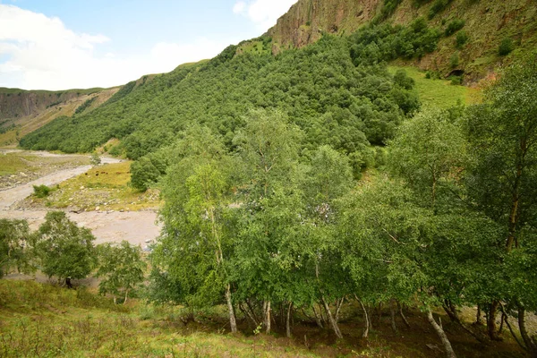 Blick Auf Die Sommerbirken Betula Raddeana Und Berge Mit Dem — Stockfoto