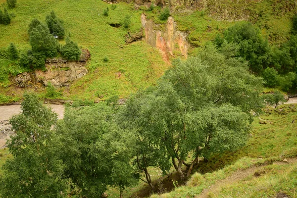 Kilátás Nyári Hegyek Kék Hegyi Nyírfa Betula Raddeana Kyzyl Kol — Stock Fotó