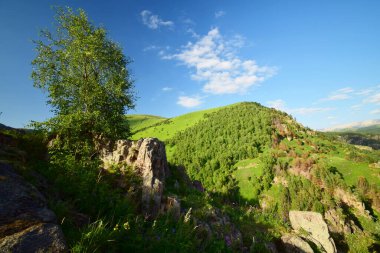  Kuzey Kafkasya 'daki Dzhily-Su Platosu' ndaki dağlarda ve kayalarda Betula Raddeana 'nın yaz huş ağaçlarının manzarası.                              