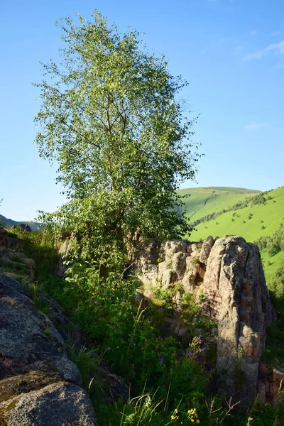 Bouleau Été Betula Raddeana Sur Rocher Des Montagnes Sur Plateau — Photo