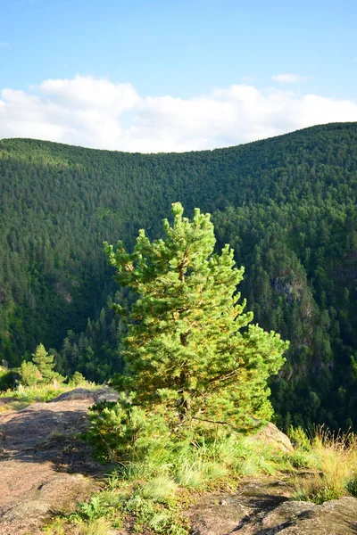 Blick Auf Die Seltene Latschenkiefer Pinus Kochiana Und Berge Auf — Stockfoto