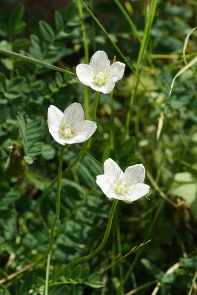 Close-up of summer white flowers of the Caucasian plant Potentilla alba growing in green grass in the Dzhily-Su gorge in the mountains of the North Caucasus