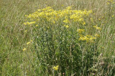 Kuzey Kafkasya 'nın dağlarındaki dağlarda yetişen çayırlarda yetişen sarı çiçeklerle birlikte yaz bitkisi gecekondu verumu.