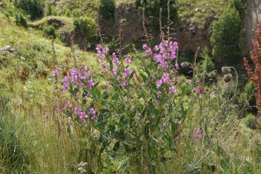 Yaz yosunu dağı Epilobium angustifolium yaz aylarında pembe çiçeklerle Kuzey Kafkasya 'nın dağlarındaki Dzhily-Su platosunu yağmalıyor.                               