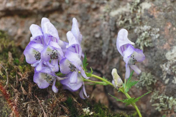  Kuzey Kafkasya 'nın dağlarındaki Dzhily-Su platosundaki Alp ormanlarında bulunan Aconite Nasutum.                              