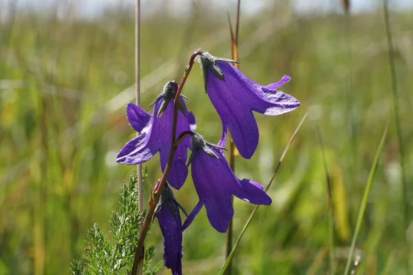  Kuzey Kafkasya 'nın dağlarındaki Dzhily-Su Platosu' nda alp ormanlarında yetişen mavi çiçekli Kafkas dağı Campanula tridentata.
