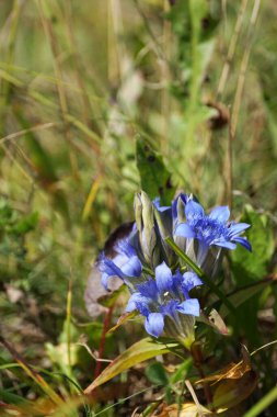 Kuzey Kafkasya 'nın dağlarındaki Dzhily-Su Platosu' nda Alp Dağları 'ndaki Gentianella Kafkasya' nın mavi çiçeklerine yakın çekim.                              