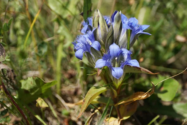 Close Montanha Caucasiana Gentian Gentianella Caucasea Com Flores Azuis Forbs — Fotografia de Stock