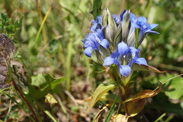 Nyári Kaukázusi Növény Gentian Gentianella Kaukázus Kék Virágokkal Nyáron Forbs — Stock Fotó