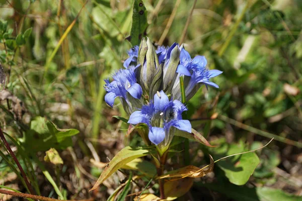 Close-up of mountain gentian Gentianella caucasea with blue flowers growing in alpine forbs on the Dzhily-Su plateau in the mountains of the North Caucasus