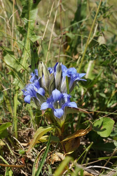 Inflorescência Verão Flores Azuis Gentian Gentianella Caucasea Forbs Alpinos Planalto — Fotografia de Stock