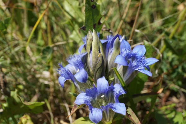 Close Caucasea Gentianella Caucasiano Caucasiano Com Flores Azuis Forbs Verão — Fotografia de Stock
