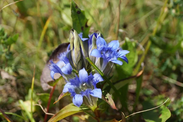 Közelkép Kaukázusi Gentianella Caucasea Növény Kék Virágok Nőnek Alpesi Forbs — Stock Fotó
