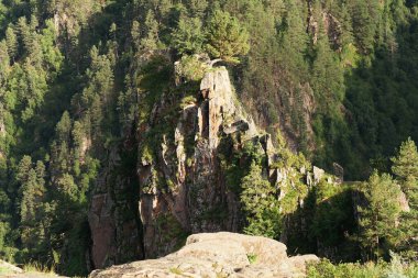 Kuzey Kafkasya 'daki Dzhily-Su platosunda Pinus kochiana çamı ve yaz çiçekli alp otları ile Kafkasya yaz dağlarının manzarası                               