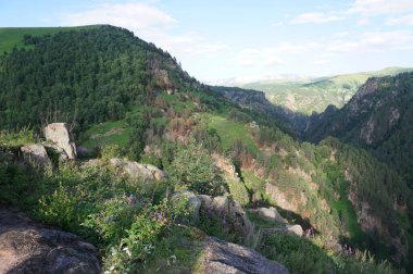 Kuzey Kafkasya 'daki Dzhily-Su platosunda Pinus kochiana çamı ve yaz otlarıyla Kafkasya Dağları manzarası                               