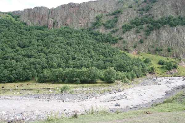 北高加索地区Dzhily Su峡谷的Kyzyl Kol河斜坡上和山上的白桦树Betula Raddeana景观 — 图库照片
