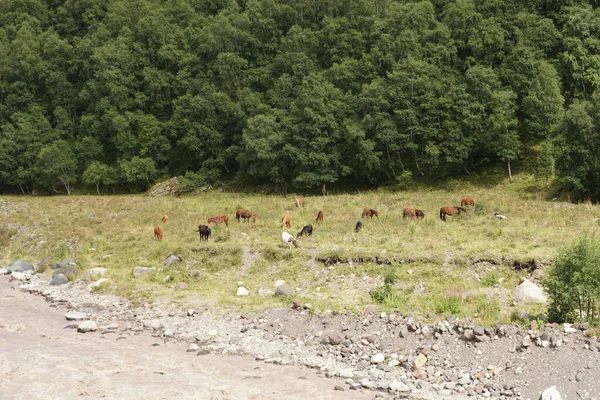 Alpine Multi Colored Cows Graze Banks Kyzyl Kol River Slopes — Stock Photo, Image