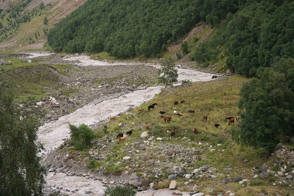 View Alpine Cows Horses Grazing Banks Kyzyl Kol River Slopes — Stock Photo, Image