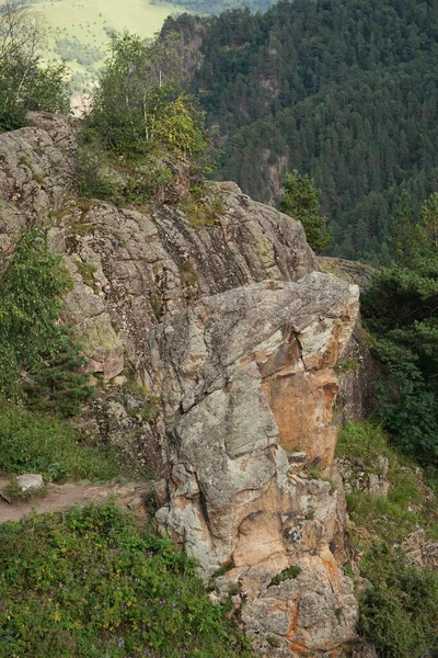 Rotsklif Met Pinus Kochiana Den Zomer Bloeiende Alpiene Kruiden Het — Stockfoto