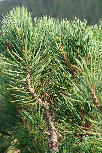 Närbild Gröna Grenar Den Alpina Kaukasiska Furu Pinus Kochiana Växer — Stockfoto
