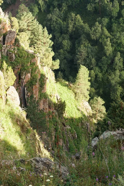 Utsikt Över Kaukasiska Gröna Tallar Pinus Kochiana Stenig Klippa Den — Stockfoto