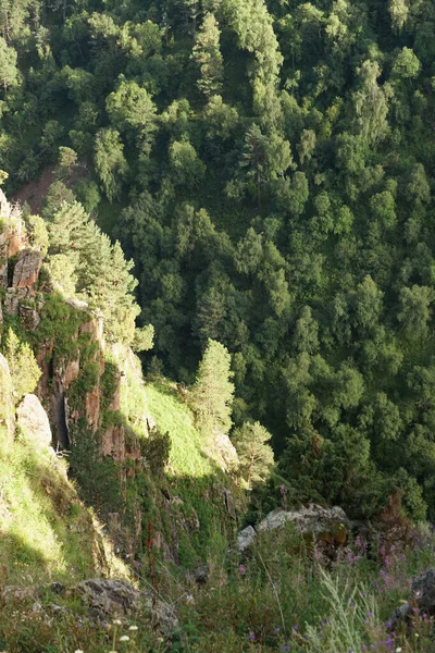 Utsikt Över Kaukasiska Gröna Tallar Pinus Kochiana Stenig Klippa Den — Stockfoto