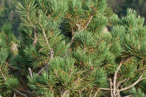 Utsikt Över Den Alpina Kaukasiska Furu Pinus Kochiana Med Gröna — Stockfoto