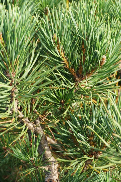 夏天生长在北高加索高山高原哲理 苏上的白松松属松果的绿松分枝的特写 — 图库照片