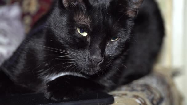 孟买黑猫 长胡子 耳朵短 在沙发后面休息和打盹 — 图库视频影像