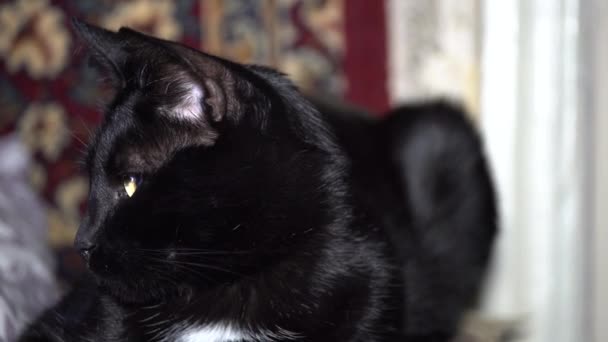 Primo Piano Grazioso Gatto Nero Razza Bombay Con Capelli Neri — Video Stock