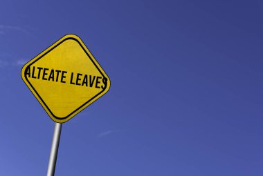 alteate yaprakları - mavi arkaplan ile sarı işaret