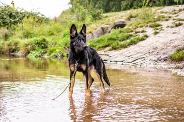 Genç Alman çoban köpeği köpek tasmasıyla doğada.