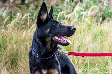 Genç Alman çoban köpeği köpek tasmasıyla doğada.