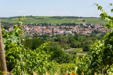 Yaz boyunca Ingelheim, Rhein, Almanya