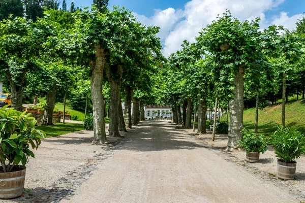 Rua Com Árvores Fuerstenlager Park Durante Verão Bensheim Auerbach Alemanha — Fotografia de Stock